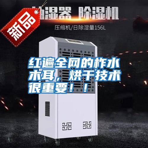 紅遍全網(wǎng)的柞水木耳，烘干技術(shù)很重要??！